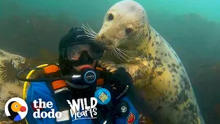 Diver's Been Playing With Wild Seals For 20 Years | The Dodo Wild Hearts