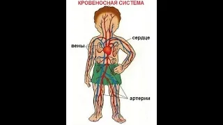 Кровеносная система человека: проблемы и причины их вызывающие,  методы лечения.