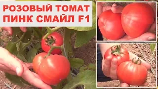 Розовый томат Пинк Смайл F1 в теплице (15-05-2018)