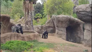 LA ZOO Gorillas fight or play | August 2021