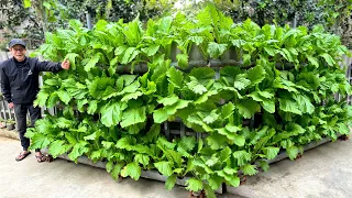 Constantly Creative, Growing Vegetables With Water Pipes Is Surprisingly Effective