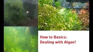 How to Basics: Dealing with Algae