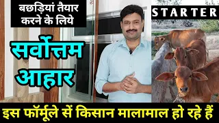 calf starter feed  गाय के बच्चे को क्या खिलाना चाहिए hifer cow diet plan/ cow calf ko kya diet khila