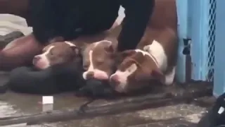 Police kills pitbull for killing puppies