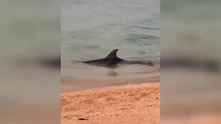 В Анапе сняли на видео плескавшихся у берега дельфинов