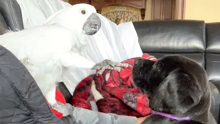 Cockatoo And Dog Love Hanging Out Together