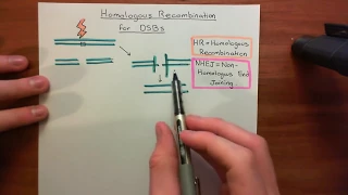 Homologous Recombination for Double Strand Breaks Part 1