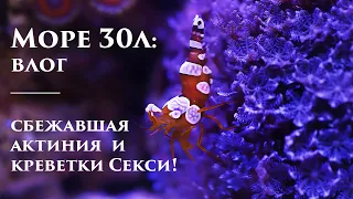 Море 30л влог: сбежавшая актиния, креветки секси :)