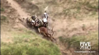 Wild Dogs Catch Impala in the River