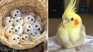 Baby Animals 🔴 Funny Parrots and Cute Birds Compilation (2022) Loros Adorables Recopilación #1