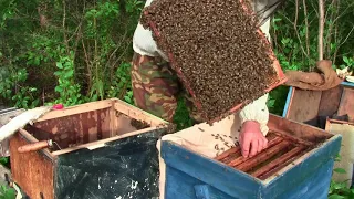 Как поймать рой пчел.Три роя за одну ночь.