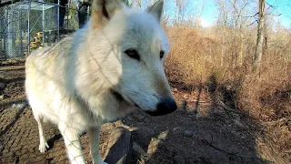 wolf conservation center, South Salem NY