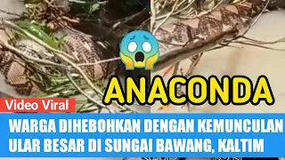 Warga Dihebohkan Dengan Kemunculan Ular Besar Sungai Bawang Kalimantan Timur