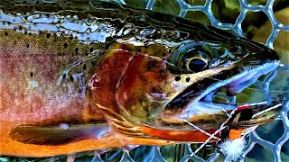 Summer Fly Fishing the Saint Joe River, Idaho