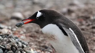 Gentoo Penguins: Stealing Stones