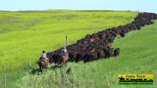 Kids Ride Horseback on 2 Mile Cattle Drive - Dagley Ranch Life Episode 5