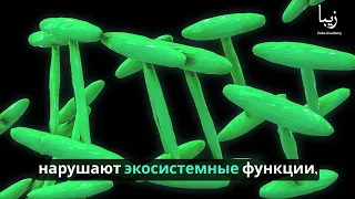 Скрытый мир микроскопической фауны: Знакомство с крошечными существами, имеющими большое значение