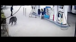 A wild boar/hog on the loose at a gas station in Sultanpur, India, watch attendants try to stop boar