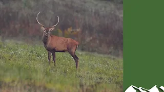 Hunting big Hungarian red stags