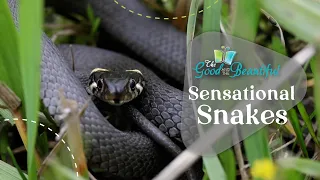 Sensational Snakes | Reptiles, Amphibians, and Fish | The Good and the Beautiful