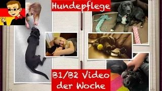 Intermediate German #1: Dog Care