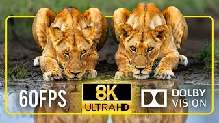 Epic Wildlife Encounters 8K ULTRA HD 60fps | Unique Animal Collection with Soothing Relaxing Music