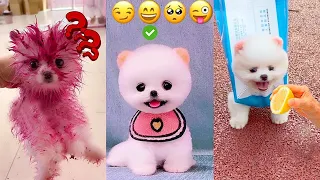 Tik Tok Chó Phốc Sóc Mini 😍 Funny and Cute Pomeranian #413