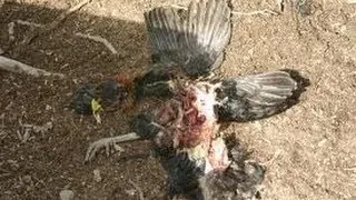 Bigfoot kills Chickens at Hillbilly Bar