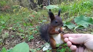 Белочка сломалась 😊  Squirrel broke