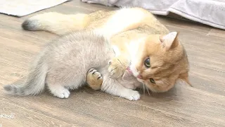 The way the dad cat loves her kitten is profoundly intense.