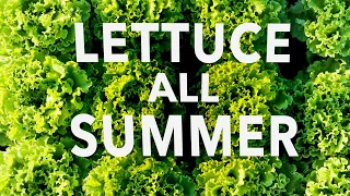 How to Grow Head Lettuce in the Summer