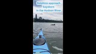 Kayakers spot dolphins in the Hudson River
