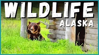 🐻🦌 2021 Alaska Road Trip - Alaska Wildlife Conservation Center AWCC | Newstates Go North: EP8