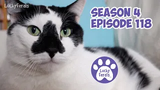 Feral Cat Buddies, Spring Crocuses, Wildlife Party Platters * S4 E118 * Cat Videos