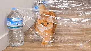 Can Kitten Beat Invisible Hurdles Challenge? | Compilation