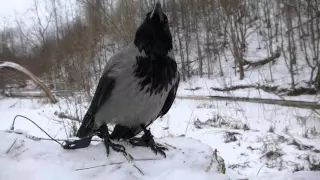 Серая ворона Крышечка. Путешествие к Саблинскому водопаду.