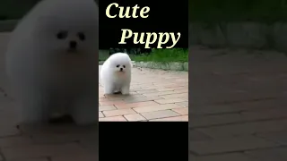 Cute Puppy❤️#shorts@scroll with sm #viral#shorts