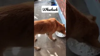 Suara Anjing Minta Kawin Yang Tak Terbendung Lagi