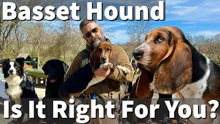 Basset Hound - Is It Right For You? Part 1