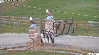 SWFL Eagles 💗 Farewell Season 12! Last Coverage Of Eagles On Cam! Special Dad & E23 At Pond  5.31.24