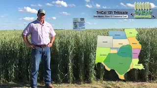 TriCal 131 Triticale