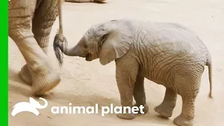 This Baby Elephant Is Learning How To Use Her Trunk | The Zoo: San Diego
