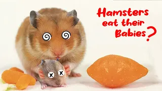 Reasons Why a Hamster Would Eat Its Babies