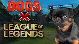 🐕 DOG LEAGUE MEMES