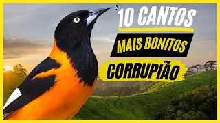 TOP 10: Cantos De "Corrupião" MAIS BONITOS e MELHORES - Ave Popular No Brasil !!!