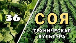 СОЯ! Что нужно знать о сое. Нюансы возделывания технической сои.