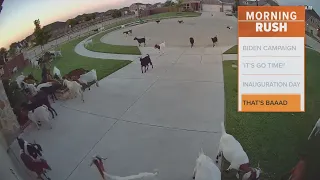 Grazing goats take over Texas neighborhood