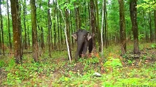 Makna Elephant Chasing Jasoprakas.