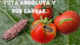 TUTA ABSOLUTA: 6 formas de eliminarla de tus tomates.