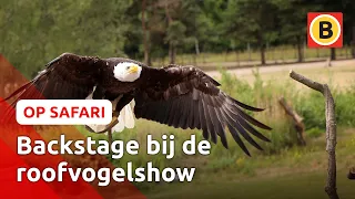 Uniek! Achter de schermen bij roofvogels! 🦅 | Op Safari